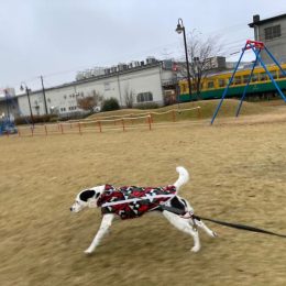 「ショウブダァァァア～ッ！。」