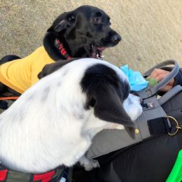 ベル:「タベタイワァ~ン!」、チップ:「ウチモダワァ~ン!!」