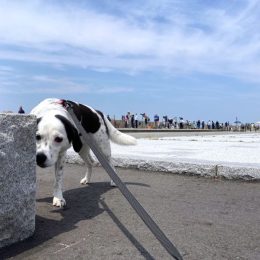 「フンッ！ナニガシンキロウダ～ッ！」
