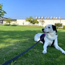 「ヒカゲダトチョットスズシイネェ～」