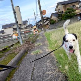 「レッツラゴ～♪」