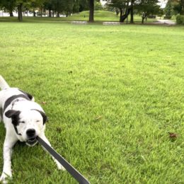 アグウゥゥ！？