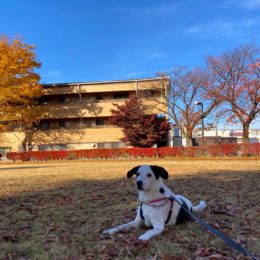 「ア～キィ～バレェ～！？。」