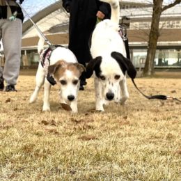 ロクちゃん（ひだり）：「ナンカ、チョットチカクナイ？」
チップ（みぎ）：「ナンカネ？チカイヨネ？？」