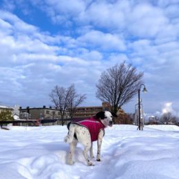 「テヘペロッ！」