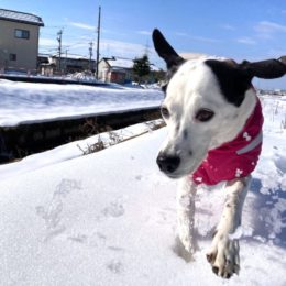 「ブッシャァアァァァ！！」