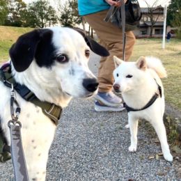 （ひだりから）チップ：「ア～ァ、チッチャッタネ・・サクラ。」ウメサン：「ジブン、ロマンチストヤナ・・。」